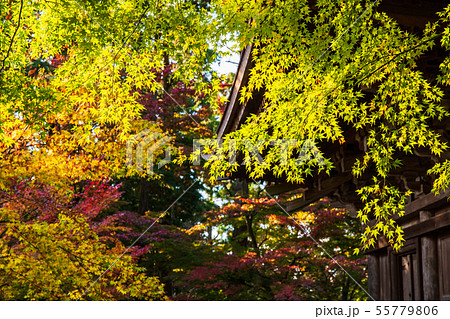 秋の滋賀 湖東三山 金剛輪寺 秋の滋賀 湖東三山 金剛輪寺 55779806