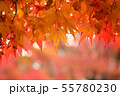 もみじ 55780230
