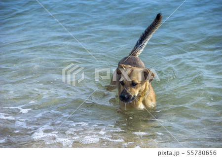 mongrel dog on the water 55780656