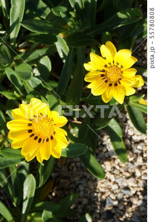 カザニア 55780808