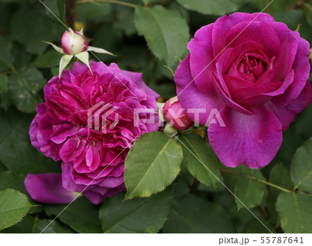 薔薇 ムンステッドウッド 薔薇 ムンステッドウッド 55787641