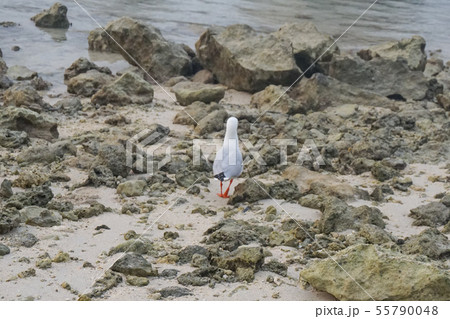 ウミネコの後ろ姿 55790048