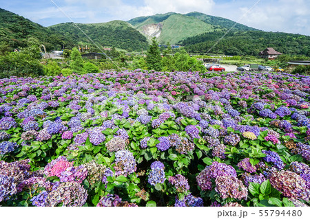 紫陽花 アジサイ あじさい 55794480