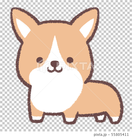 Corgi standing Corgi standing 55805411