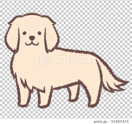 站在金毛獵犬 站在金毛獵犬 55805415