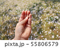 子供の手にてんとう虫 55806579