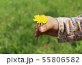 子供の手にたんぽぽ 55806582