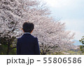 子供後ろ姿　入学式　桜 55806586