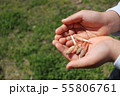 子供の手につくし 55806761