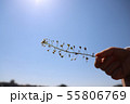 子供の手にぺんぺん草 55806769