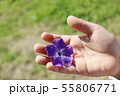 子供の手に桔梗 55806771