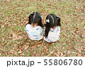 双子女子　後ろ姿　落ち葉の上に座る 55806780