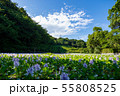 万葉の森　池　ホテイアオイ 55808525