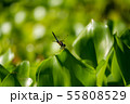 万葉の森　池　トンボ 55808529