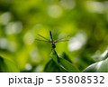 万葉の森　池　トンボ 55808532