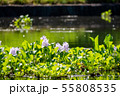 万葉の森　池　ホテイアオイ 55808535