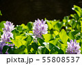 万葉の森　池　ホテイアオイ 55808537