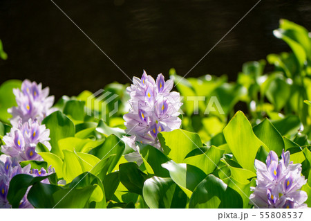 万葉の森 池 ホテイアオイ 万葉の森 池 ホテイアオイ 55808537