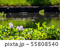 万葉の森　池　ホテイアオイ 55808540