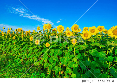 一面のひまわり畑と青空　【長野県】 55819918
