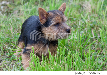 Norwich terrier puppy is standing in green grass. Norwich terrier puppy is standing in green grass. 55820736