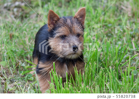 Norwich terrier puppy is standing in green grass. Norwich terrier puppy is standing in green grass. 55820738