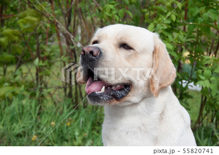 Portrait of cute labrador retriever. Close up. 55820741