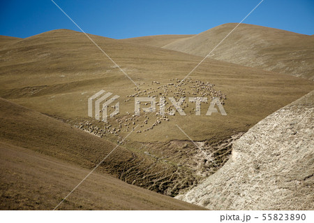 Picture of hill with sheeps ,blue clear sky 55823890