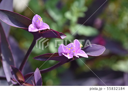 セトクレアセア（紫御殿） 55832184