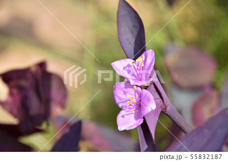 セトクレアセア(紫御殿) セトクレアセア(紫御殿) 55832187