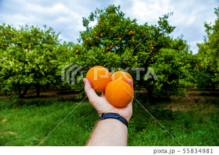 orange garden orange garden 55834981