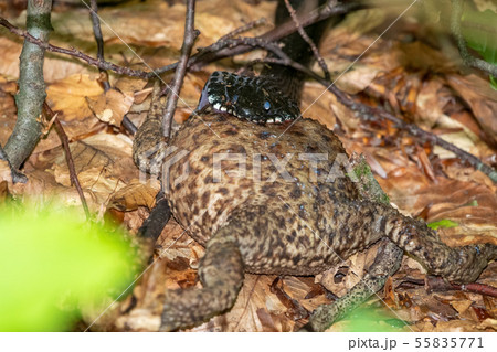 Black snake viper eating big frog 55835771