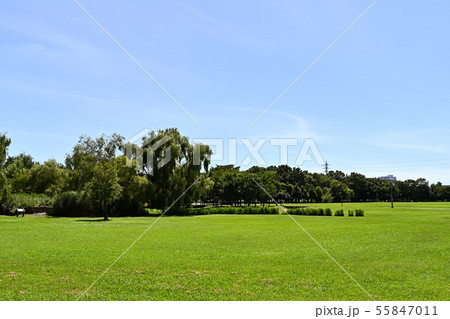 夏の大宮第三公園 55847011