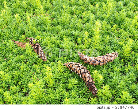 Boxwood on a blurred green background. Nature and Boxwood on a blurred green background. Nature and 55847746