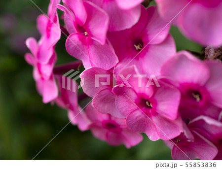 Close-up pink garden phlox backdrop Close-up pink garden phlox backdrop 55853836