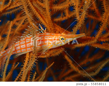 クダゴンベ　Longnose hawkfish 55858011