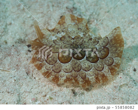 ゼニガタフシエラガイの仲間　海の宝石　銭型 55858082