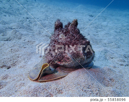 トウカムリガイ トウカムリ貝 千年貝 唐冠貝 Horned helmetの写真素材