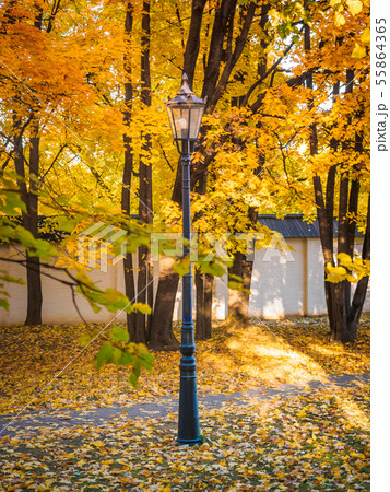 Orange yellow maple foliage in the autumn park . Beautiful autumn background. Lonely personal Orange yellow maple foliage in the autumn park . Beautiful autumn background. Lonely personal 55864365