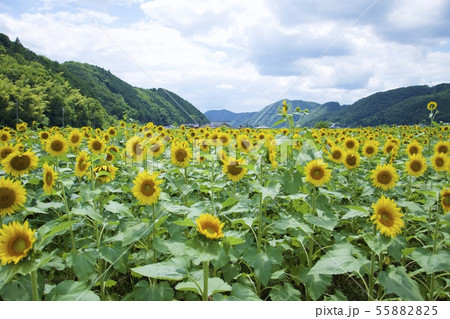 南光ひまわり祭りのひまわり(兵庫県佐用郡佐用町) 南光ひまわり祭りのひまわり(兵庫県佐用郡佐用町) 55882825