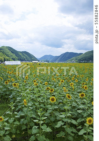 南光ひまわり祭りのひまわり（兵庫県佐用郡佐用町） 55882846
