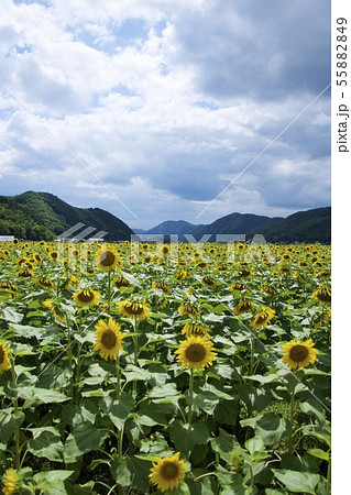 南光ひまわり祭りのひまわり（兵庫県佐用郡佐用町） 55882849