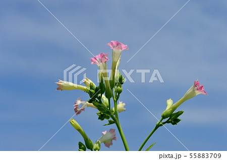 タバコの花 タバコの花 55883709