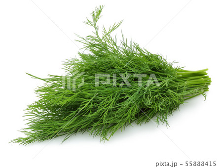 Bunch of fresh green dill isolated on white Bunch of fresh green dill isolated on white 55888415