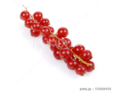 Bunch of red currant isolated on white Bunch of red currant isolated on white 55888450