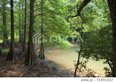 篠栗九大の森(福岡県篠栗町) 篠栗九大の森(福岡県篠栗町) 55891022