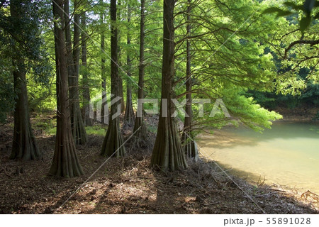篠栗九大の森(福岡県篠栗町) 篠栗九大の森(福岡県篠栗町) 55891028
