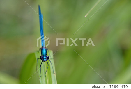 The Banded Demoiselle Calopteryx splendens 55894450