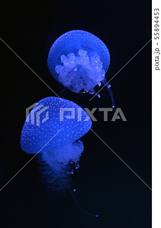 White-spotted jellyfish swimming 55894453