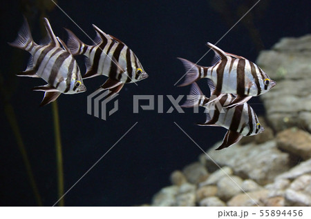 Close up of fish in aquarium 55894456